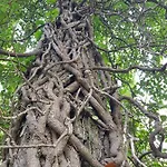 Podere I Casaloni - La Casa Nel Bosco