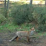 Podere I Casaloni - La Casa Nel Bosco Apartamento