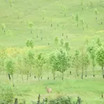 Podere I Casaloni - La Casa Nel Bosco Apartamento *