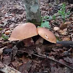 Apartamento Podere I Casaloni - La Casa Nel Bosco *
