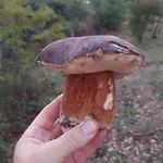 Podere I Casaloni - La Casa Nel Bosco Apartamento *