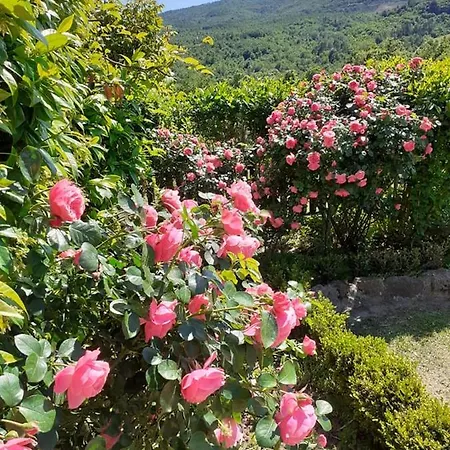 Podere I Casaloni - La Casa Nel Bosco 아파트