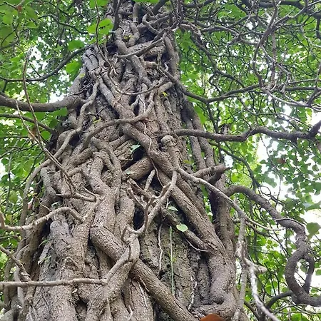 Podere I Casaloni - La Casa Nel Bosco