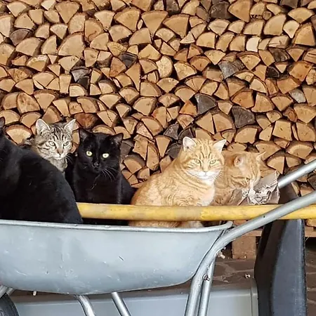 Podere I Casaloni - La Casa Nel Bosco * Torniella