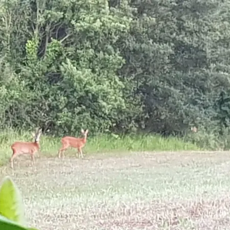 아파트 Podere I Casaloni - La Casa Nel Bosco *