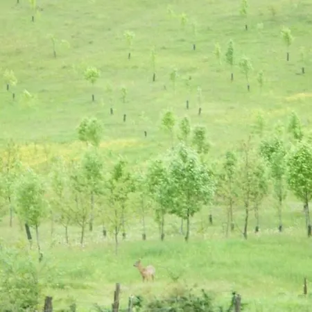 Podere I Casaloni - La Casa Nel Bosco 아파트 *